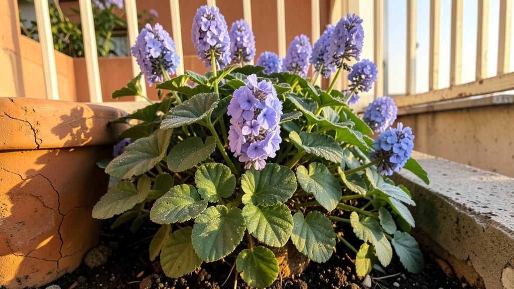 Geranium 'Rozanne' with Purple Blooms